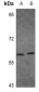 Anti-IRF5 Antibody