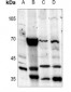 Anti-Melatonin Receptor 1a Antibody