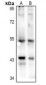 Anti-p53 (AcK386) Antibody