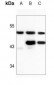 Anti-PICK1 Antibody