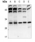 Anti-POLR3G Antibody