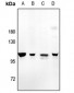 Anti-Amphiphysin 1 Antibody