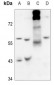 Anti-Arylsulfatase B Antibody