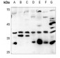 Anti-ATF5 Antibody