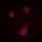 Anti-ATG4C Antibody