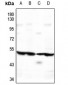 Anti-ATG4C Antibody