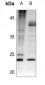 Anti-BAD (pS112) Antibody