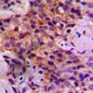 Anti-Caspase 2 Antibody