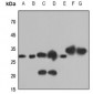 Anti-Caspase 6 Antibody