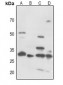 Anti-CDK5 (pY15) Antibody