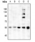 Anti-CHRM1 Antibody