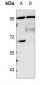 Anti-CLOCK Antibody