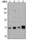 Anti-CRMP2 (pS522) Antibody