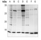 Anti-EIF1 Antibody