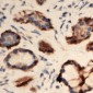 Anti-EIF3L Antibody