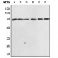 Anti-EIF3L Antibody