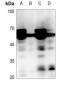 Anti-MEN Antibody