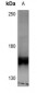 Anti-HER4 (pY1284) Antibody