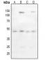 Anti-CD142 (pS290) Antibody