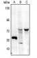 Anti-FRS2 (pY436) Antibody
