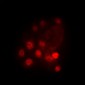 Anti-GATA3 (pS308) Antibody