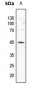 Anti-GATA3 (pS308) Antibody
