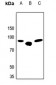 Anti-Beta-glucuronidase Antibody