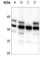 Anti-HDGFRP3 Antibody