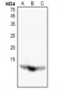 Anti-Histone H4 (AcK16) Antibody