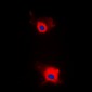 Anti-IRS1 (pS636) Antibody