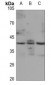 Anti-JUNB (pS259) Antibody