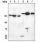 Anti-EG5 (pT926) Antibody