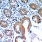 Anti-LIF Antibody