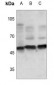 Anti-TAU (pS673) Antibody