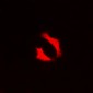 Anti-NFAT3 (pS676) Antibody