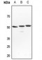 Anti-NFIL3 Antibody