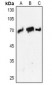 Anti-PCK1 Antibody
