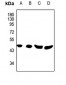 Anti-Phospholipase D4 Antibody