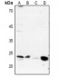 Anti-DARPP32 (pT75) Antibody