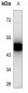 Anti-PKA C gamma Antibody