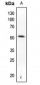 Anti-PTEN (pS370) Antibody