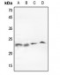 Anti-p23 Antibody