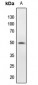 Anti-PTP1B (pS50) Antibody