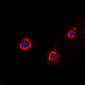 Anti-PTTG1IP Antibody