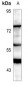 Anti-RIPK3 Antibody