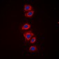 Anti-RPS6 (pS240) Antibody