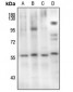 Anti-SMAD2 (pS467) Antibody