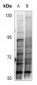 Anti-SMAD3 (pT179) Antibody