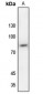 Anti-SP1 (pT453) Antibody
