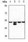 Anti-MST3 Antibody